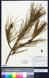 Pinus glabra image