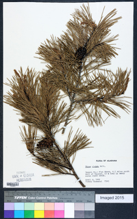 Pinus glabra image