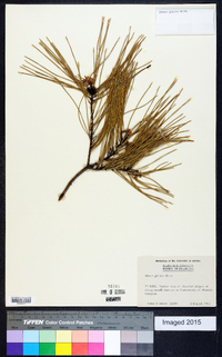 Pinus glabra image