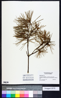 Pinus glabra image