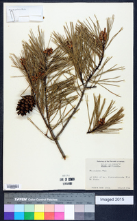 Pinus glabra image