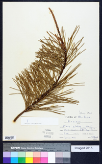 Pinus glabra image