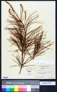 Pinus glabra image