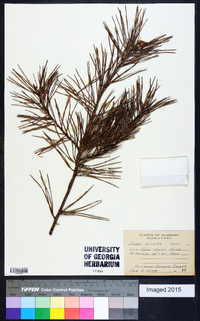 Pinus glabra image