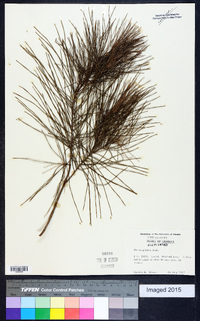 Pinus glabra image