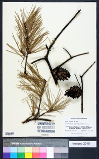 Pinus glabra image