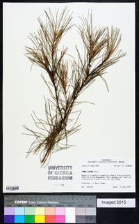 Pinus glabra image