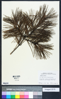 Pinus glabra image