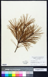 Pinus glabra image