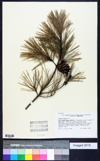 Pinus glabra image