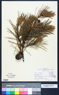 Pinus glabra image