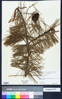 Pinus glabra image