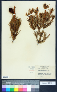 Pinus monophylla image