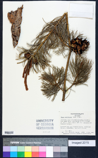 Pinus parviflora image
