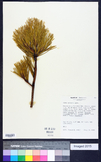 Pinus pungens image