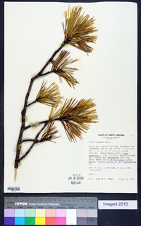 Pinus pungens image