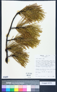 Pinus pungens image