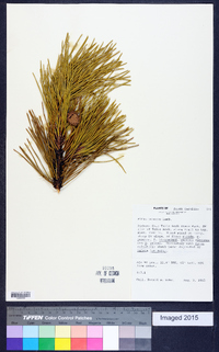 Pinus pungens image