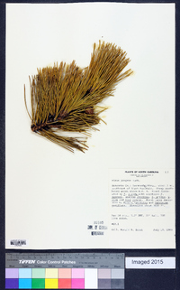 Pinus pungens image