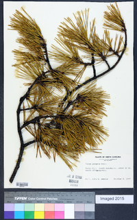 Pinus pungens image