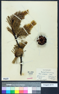 Pinus pungens image