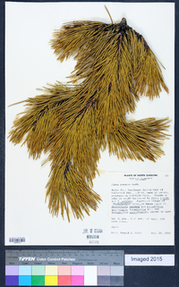 Pinus pungens image