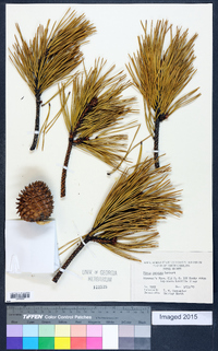 Pinus pungens image