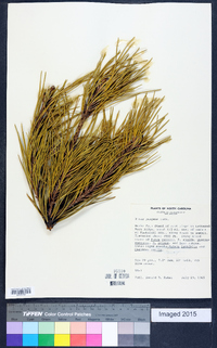 Pinus pungens image