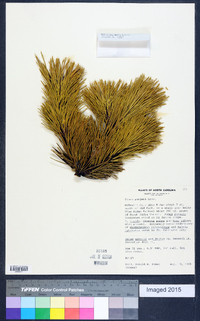 Pinus pungens image