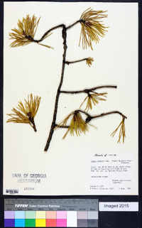 Pinus pungens image