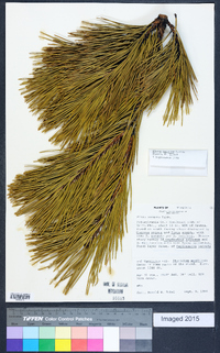 Pinus pungens image