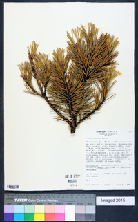 Pinus pungens image