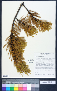 Pinus pungens image