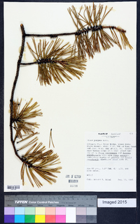 Pinus pungens image