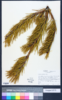 Pinus pungens image