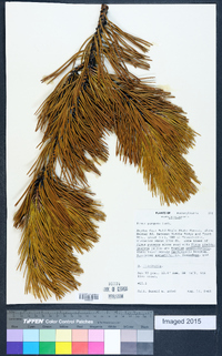 Pinus pungens image