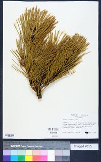 Pinus pungens image