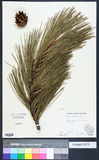 Pinus resinosa image