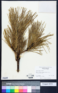 Pinus rigida image