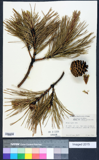 Pinus rigida image