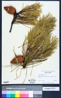 Pinus rigida image