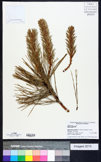 Pinus rigida image