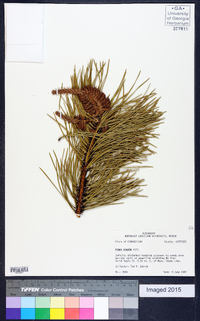 Pinus rigida image