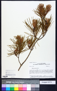 Pinus serotina image