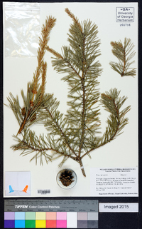 Pinus sylvestris image