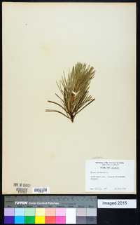 Pinus sylvestris image