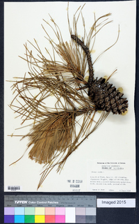 Pinus taeda image