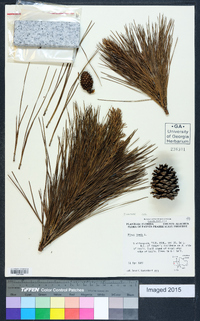 Pinus taeda image