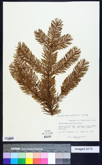 Pseudotsuga menziesii image