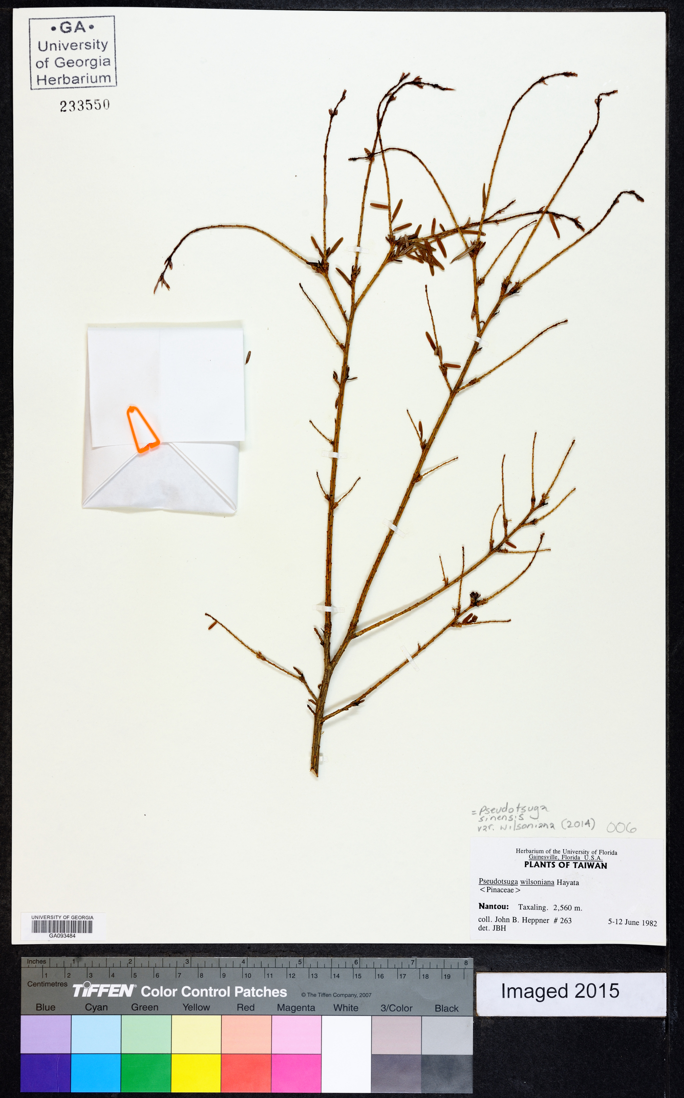 Pseudotsuga sinensis image